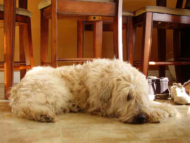 Soft-Coated Wheaten Terrier Dog: Soft Coated Soft Coated Wheaten Terriers Breed