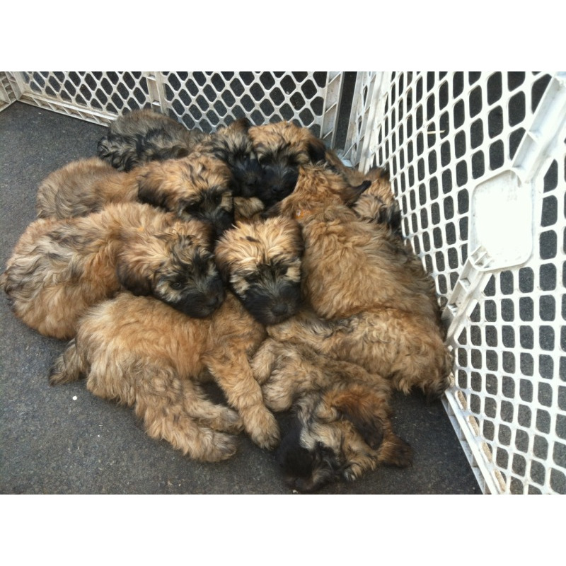 Soft-Coated Wheaten Terrier Puppies: Soft Coated Soft Coated Wheaten Terriers Wheatens O Breed