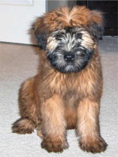 Soft-Coated Wheaten Terrier Puppies: Soft Coated Softcoatedwheatenterrier Breed