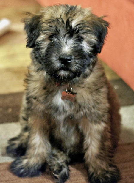 Soft-Coated Wheaten Terrier Puppies: Soft Coated Sophie The Soft Coated Wheaten Terrier Breed