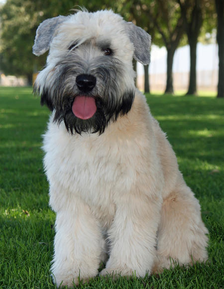 Soft-Coated Wheaten Terrier Dog: Soft Coated Training Your Soft Coated Wheaten Breed