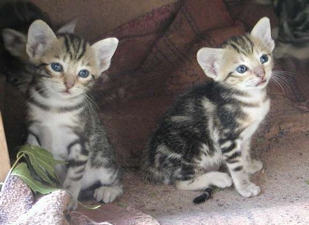 Sokoke Kitten: Sokoke Cat Breed Of The Day Sokoke