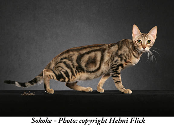 Sokoke Cat: Sokoke Sokoke Cat Picture Breed