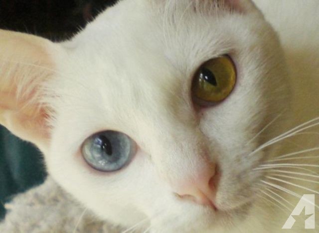Khao Manee Kitten: Solid White Khao Manee Kittens Odd Eye Blue Amber Breed