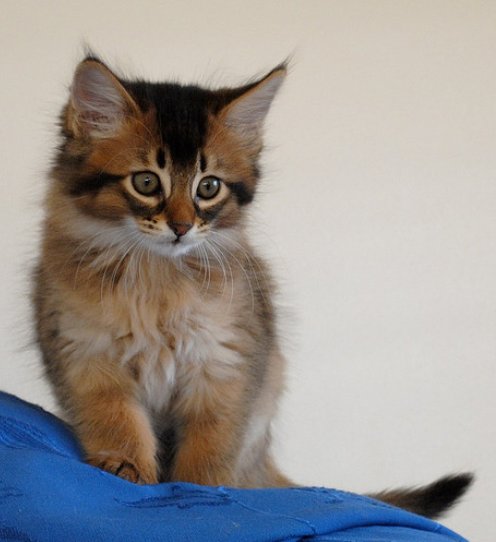 Somali Kitten: Somali Cutesomalikittens Breed