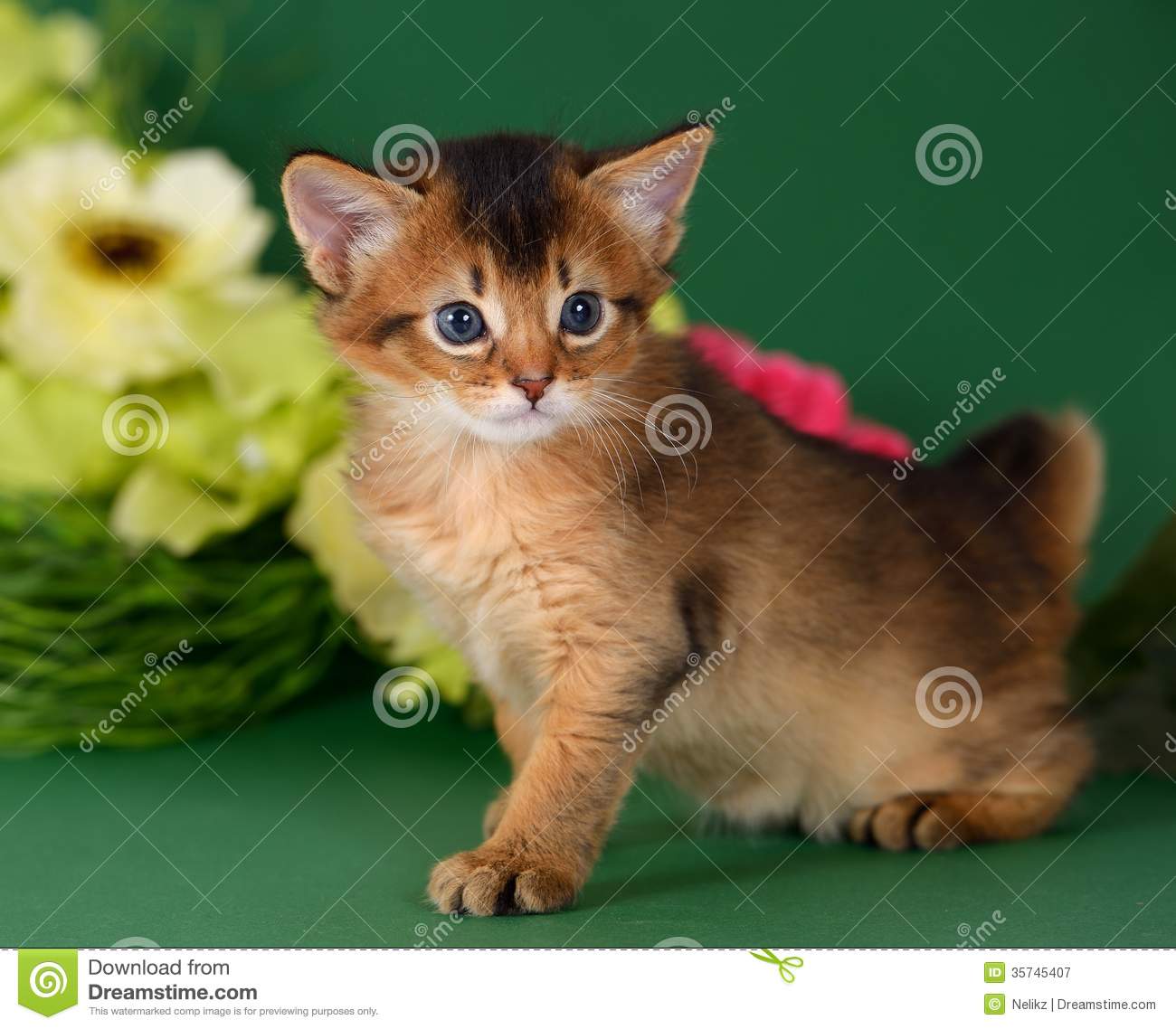 Somali Kitten: Somali Royalty Free Stock Graphy Cute Somali Kitten Green Background Flowers Breed