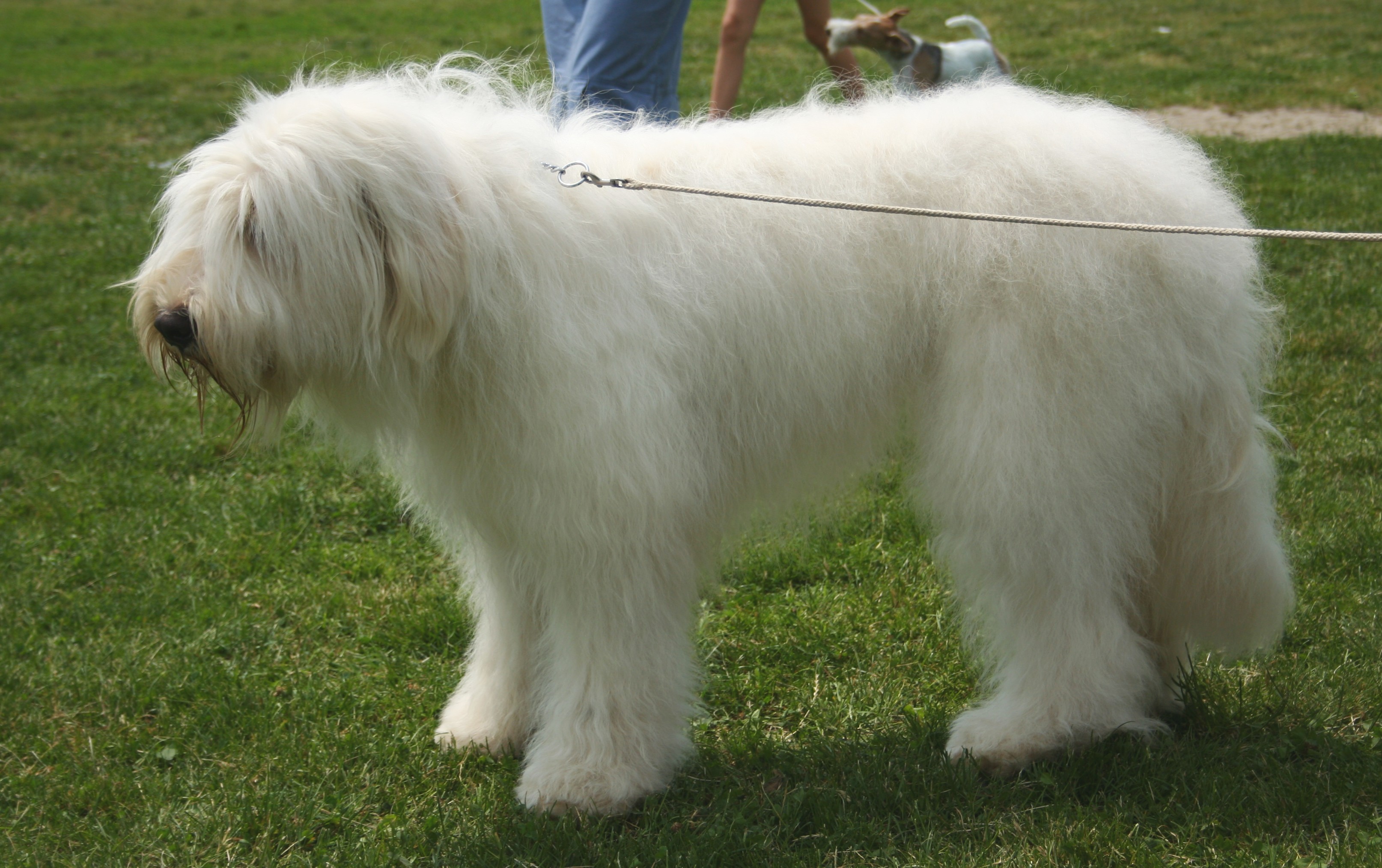 South Russian Ovcharka Dog: South Cute South Russian Ovcharka Dog Breed