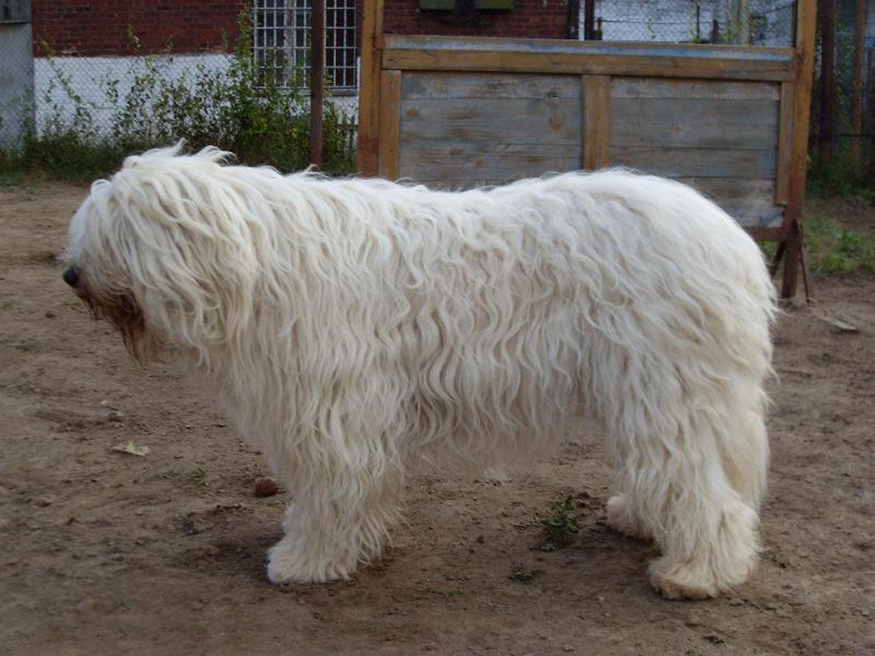 South Russian Ovcharka Dog: South Livestock Guardian Breeds Ukrainian