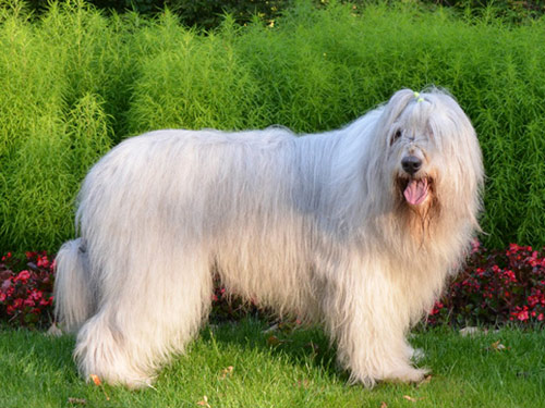 South Russian Ovcharka Dog: South Open Breed