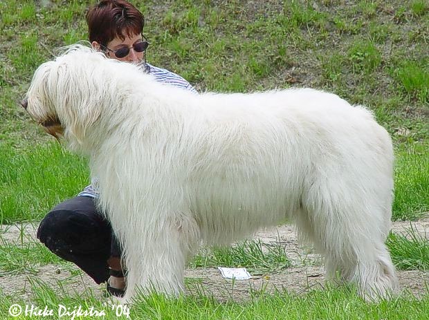 South Russian Ovcharka Dog: South Os Caes Mais Raros Do Mundo I Breed