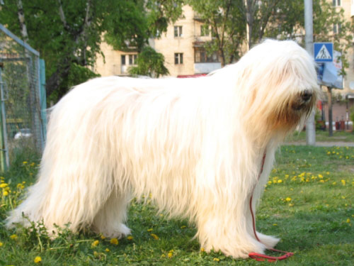 South Russian Ovcharka Dog: South Pictures Breed