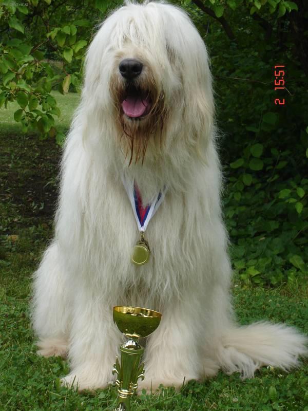 South Russian Ovcharka Dog: South S Breed