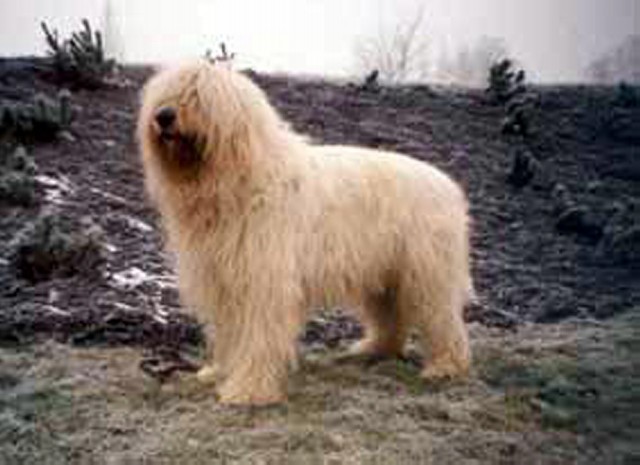 South Russian Ovcharka Dog: South South Russian Ovcharka Dog Breed