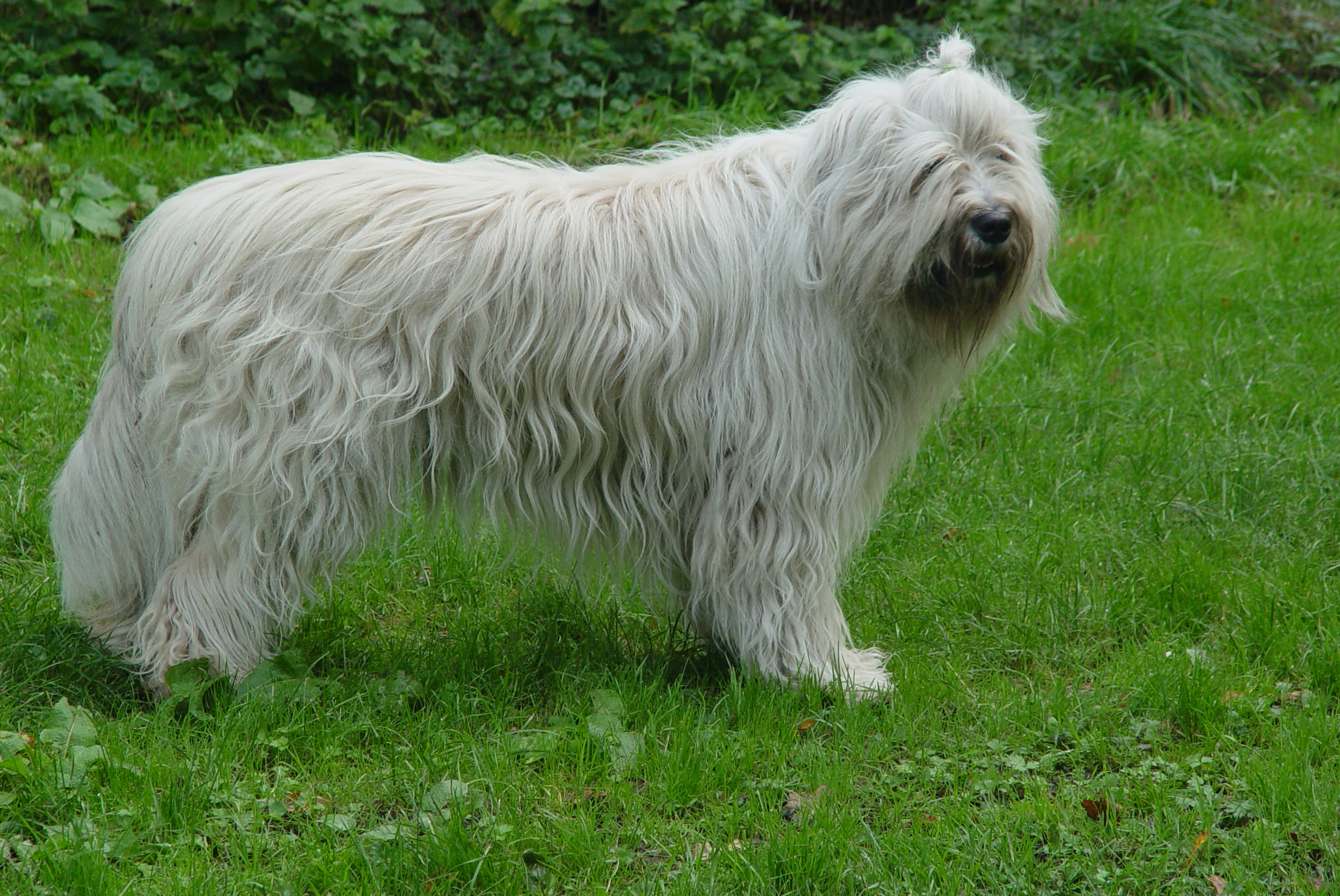 South Russian Ovcharka Dog: South South Russian Ovcharka Dog On The Grass Breed
