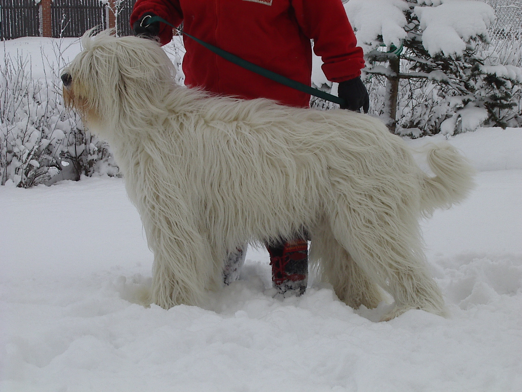South Russian Ovcharka Dog: South South Russian Ovcharka In The Snow Breed