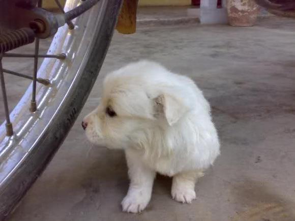 South Russian Ovcharka Puppies: South South Russian Ovcharka Puppies Breed
