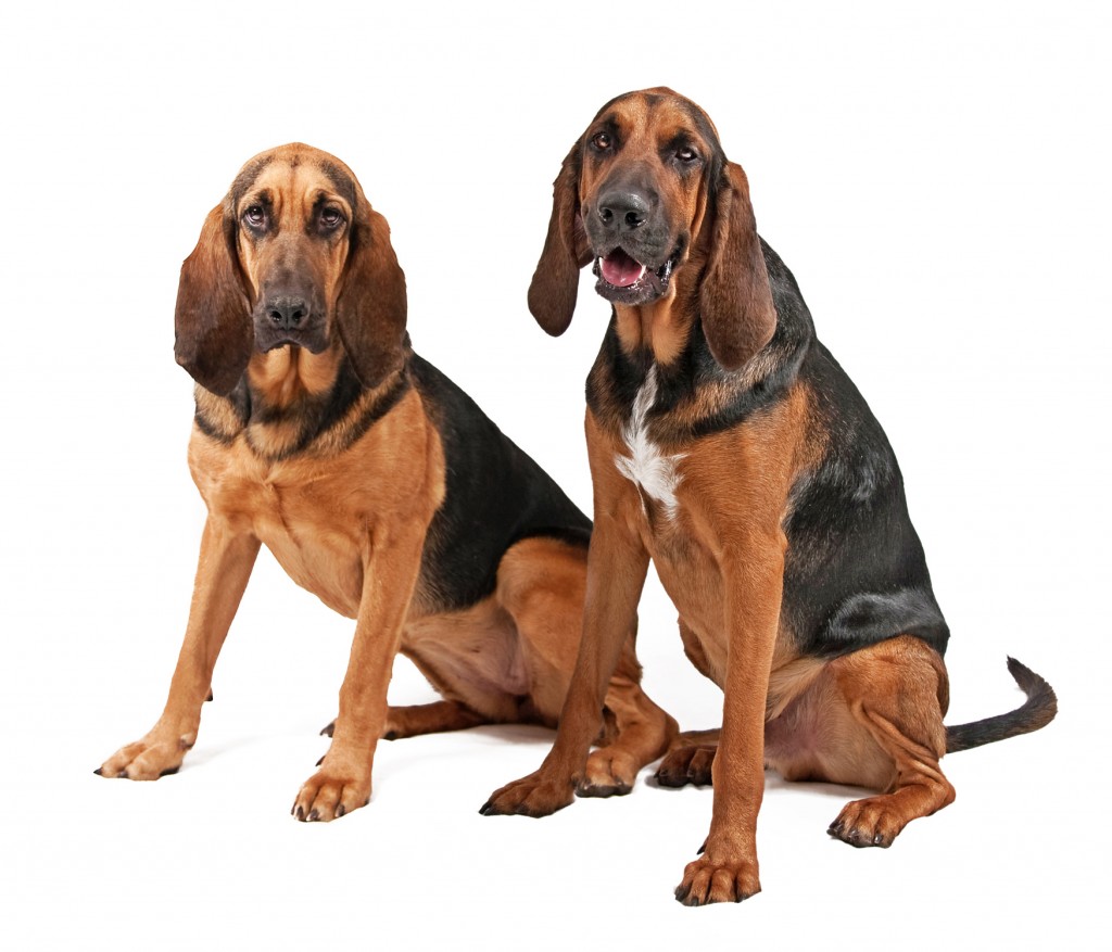 Southern Hound Dog: Southern Bloodhound Dogs Breed