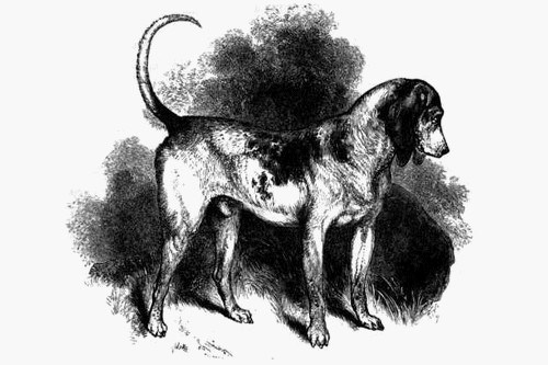 Southern Hound Dog: Southern Cordoba Fighting Dog Breed