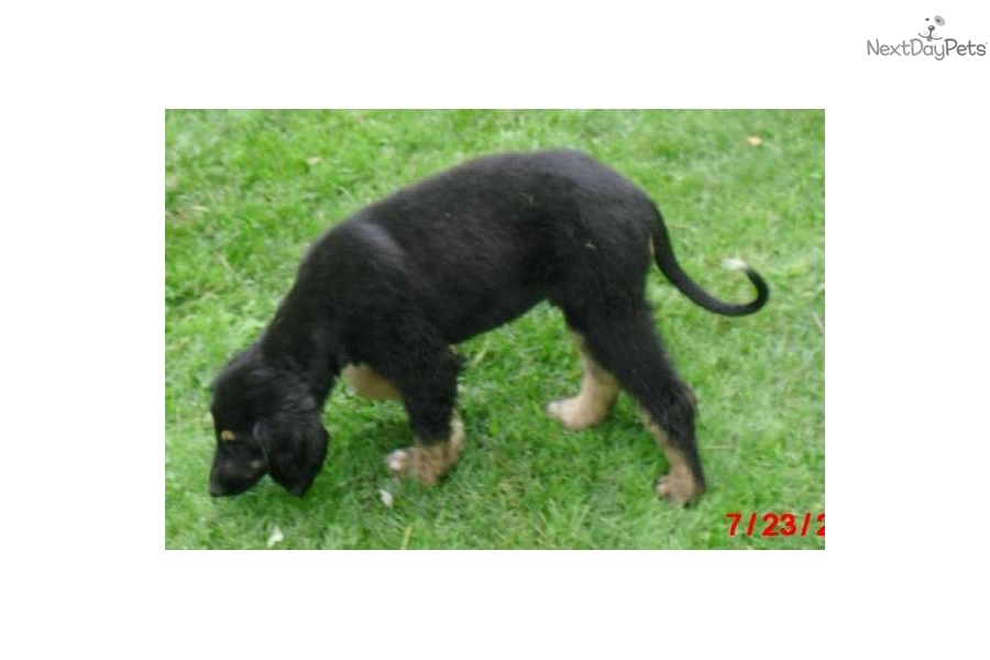 Southern Hound Puppies: Southern Ffb Breed