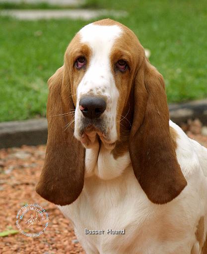 Southern Hound Puppies: Southern Hound Basset Breed