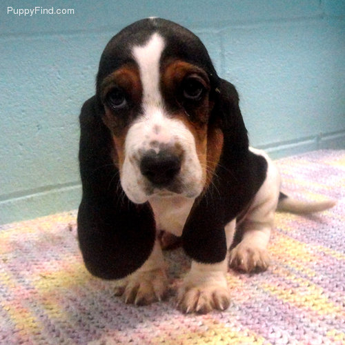 Southern Hound Puppies: Southern New Baby Basset Question Breed