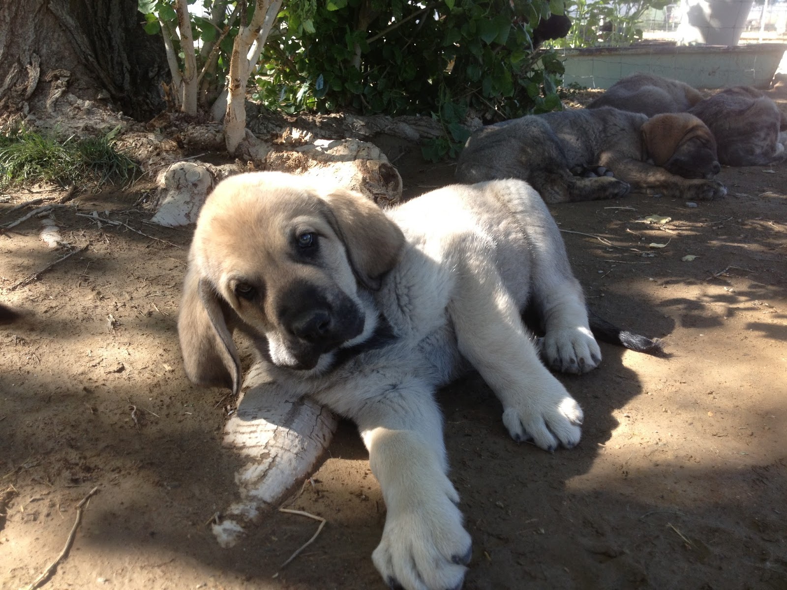 Spanish Mastiff Dog: Spanish A Litter Spanish Mastiff Pups At Weeks Breed