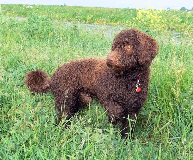 Spanish Water Dog: Spanish Eight Months Old Kg Trails And Breed