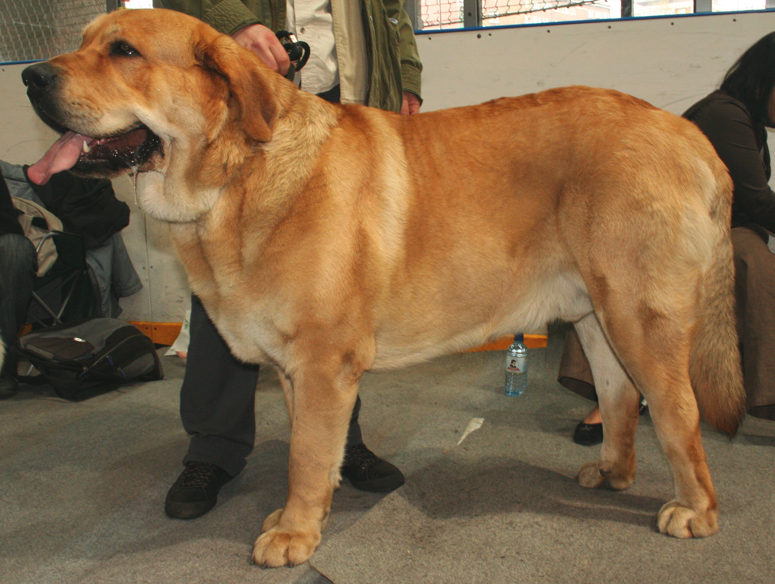 Spanish Mastiff Dog: Spanish Mastif Dog S Breed