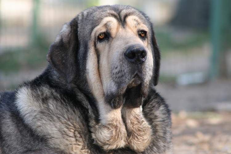 Spanish Mastiff Dog: Spanish Mastiffobelix Breed