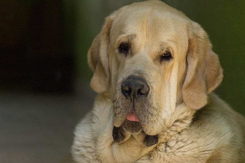 Spanish Mastiff Dog: Spanish Spanish Mastiff Dog Breed