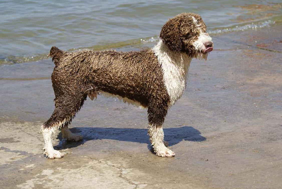 Spanish Water Dog: Spanish Spanish Water Dog Breed