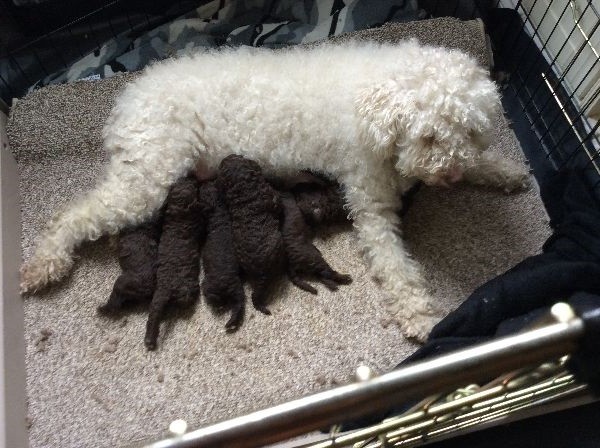 Spanish Water Puppies: Spanish Spanish Water Dog Puppies Leicester Leicester Breed
