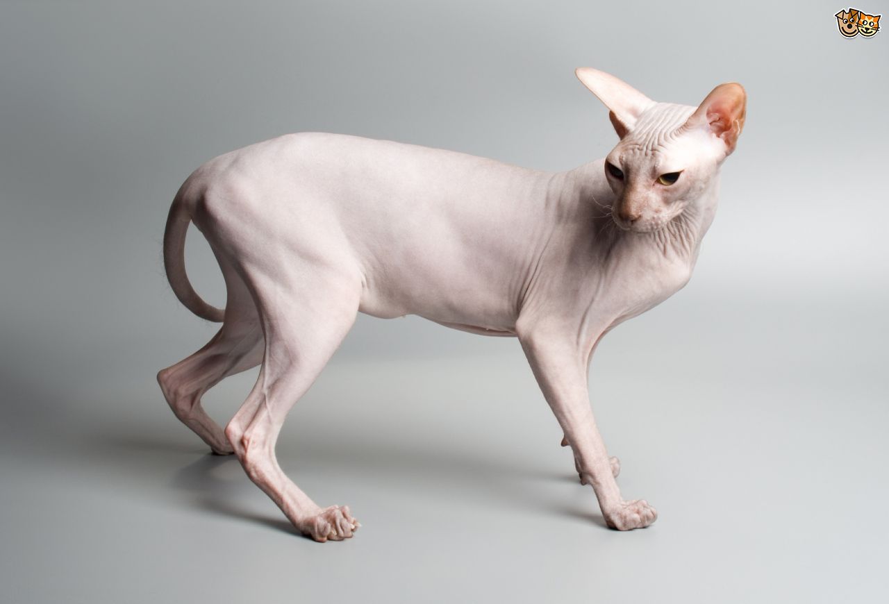 Sphynx Cat: Sphynx How To Make Sure A Sphinx Cats Skin Stays Healthy Breed