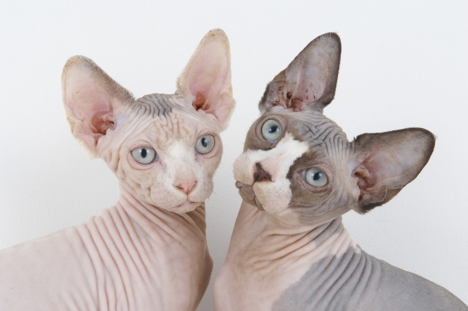 Sphynx Cat: Sphynx Who Loves Ya Baldy Inside Surreal World Sphynx Cats Oddball Owners Think Theyre Cats Whiskers Breed