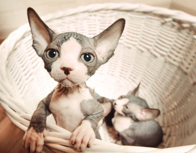 Sphynx Cat: Sphynx Youre Wrong If You Think Sphynx Cats Are Creepy Breed