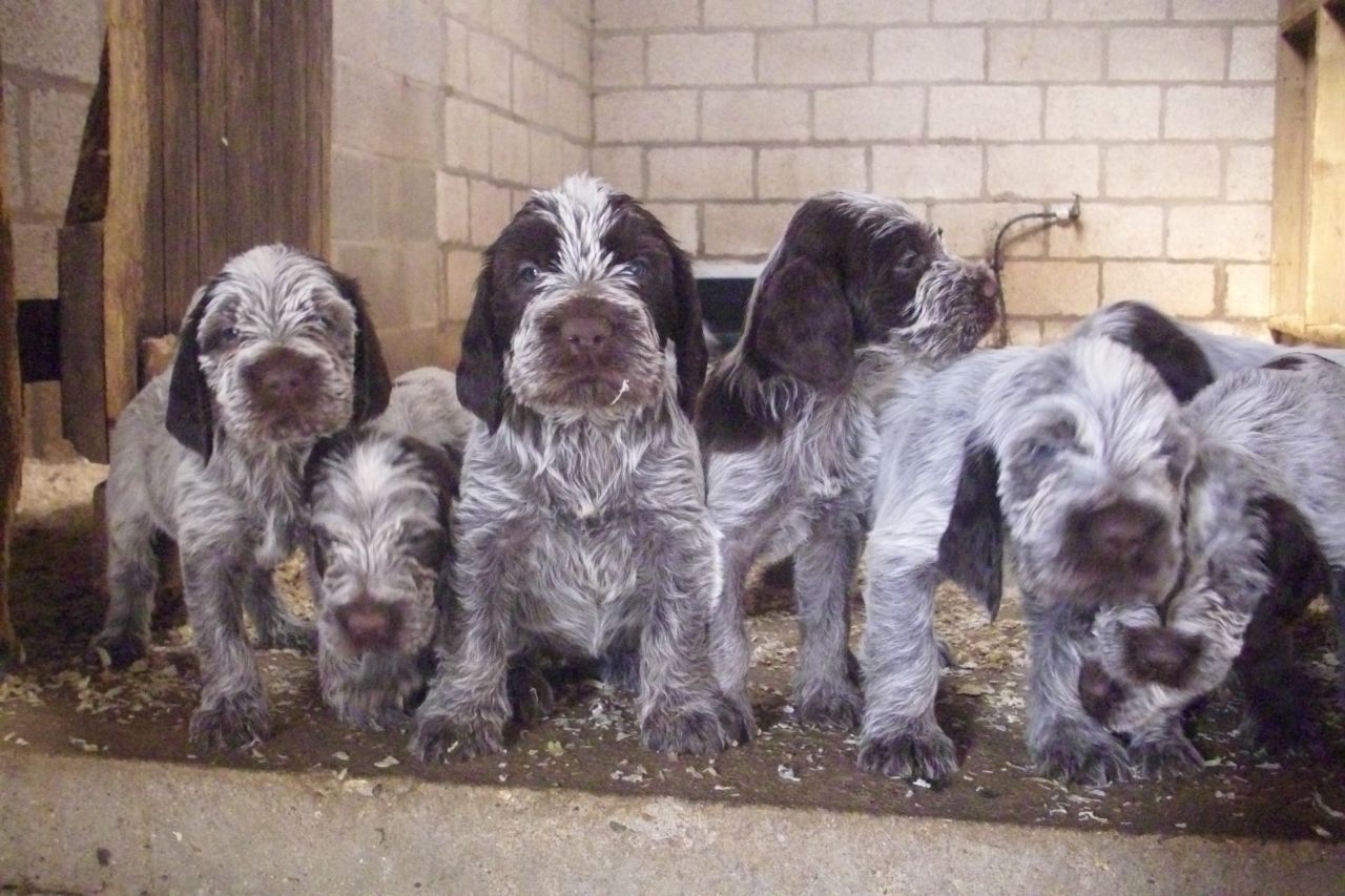 Spinone Italiano Puppies: Spinone Italian Spinone Puppies York Breed