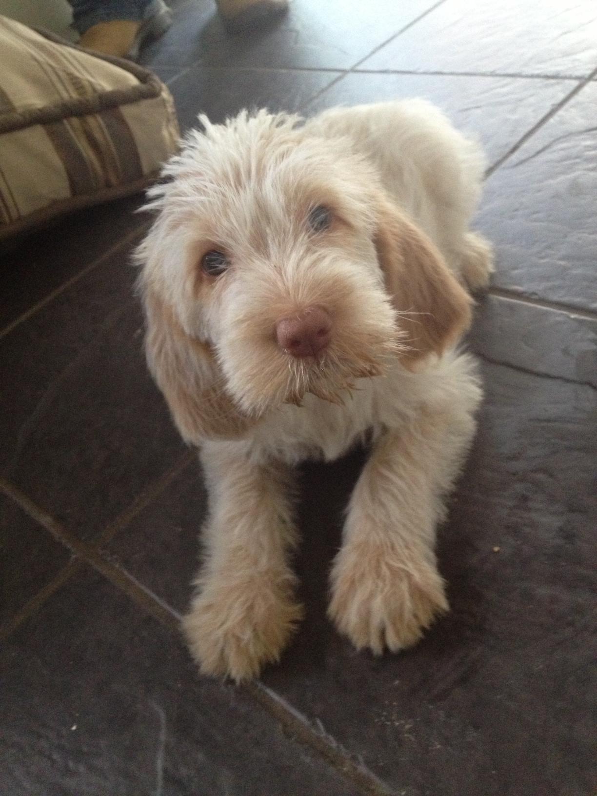 Spinone Italiano Puppies: Spinone Meet Willow A Week Old Italian Spinone Pup Breed