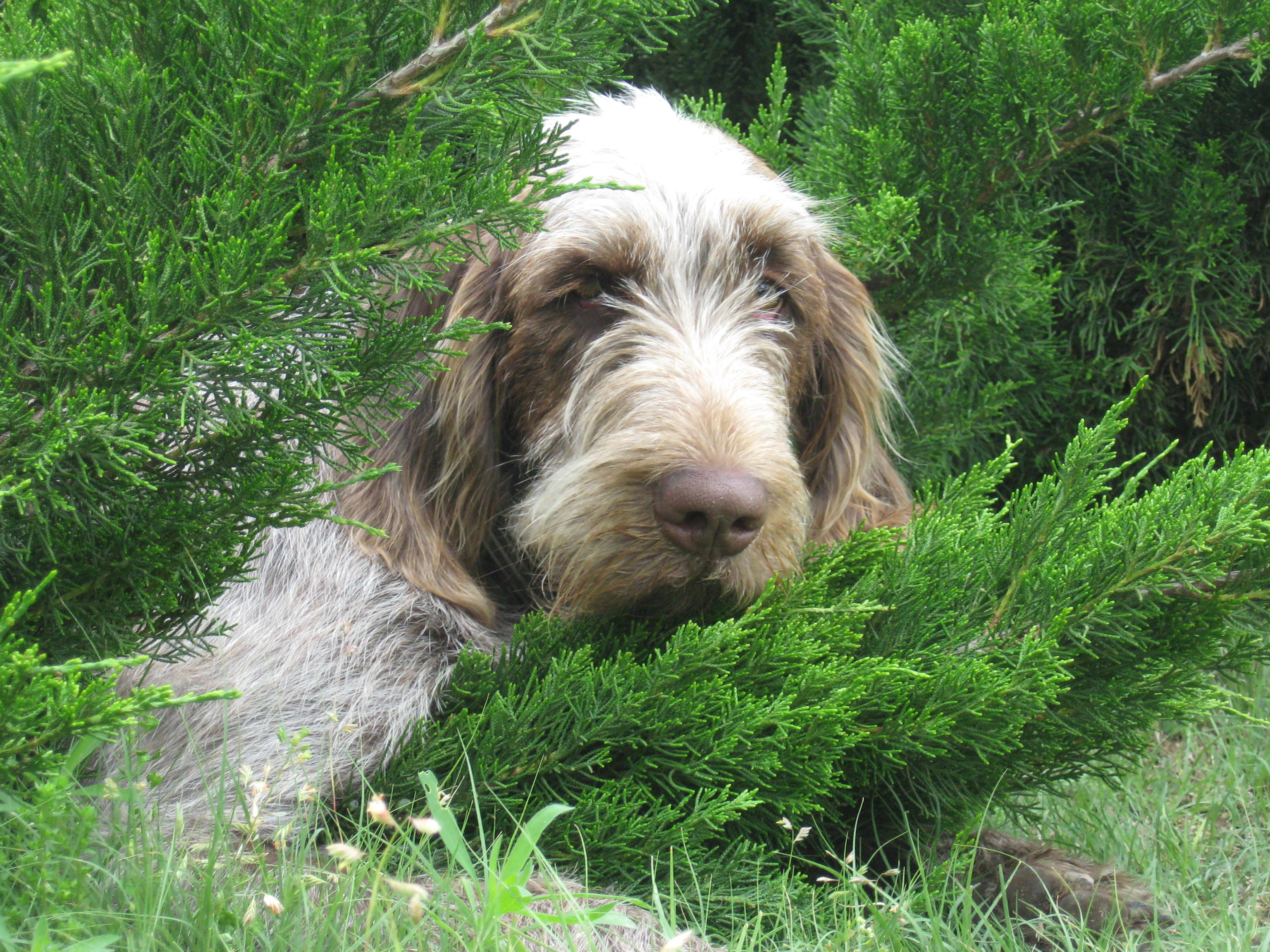Spinone Italiano Puppies: Spinone Spinone Italiano Information And Puppies For Sale Breed