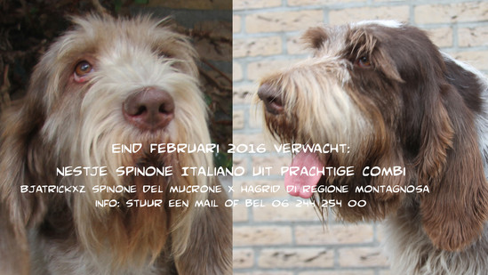 Spinone Italiano Puppies: Spinone Spinone Italiano Puppies Op Komst Breed