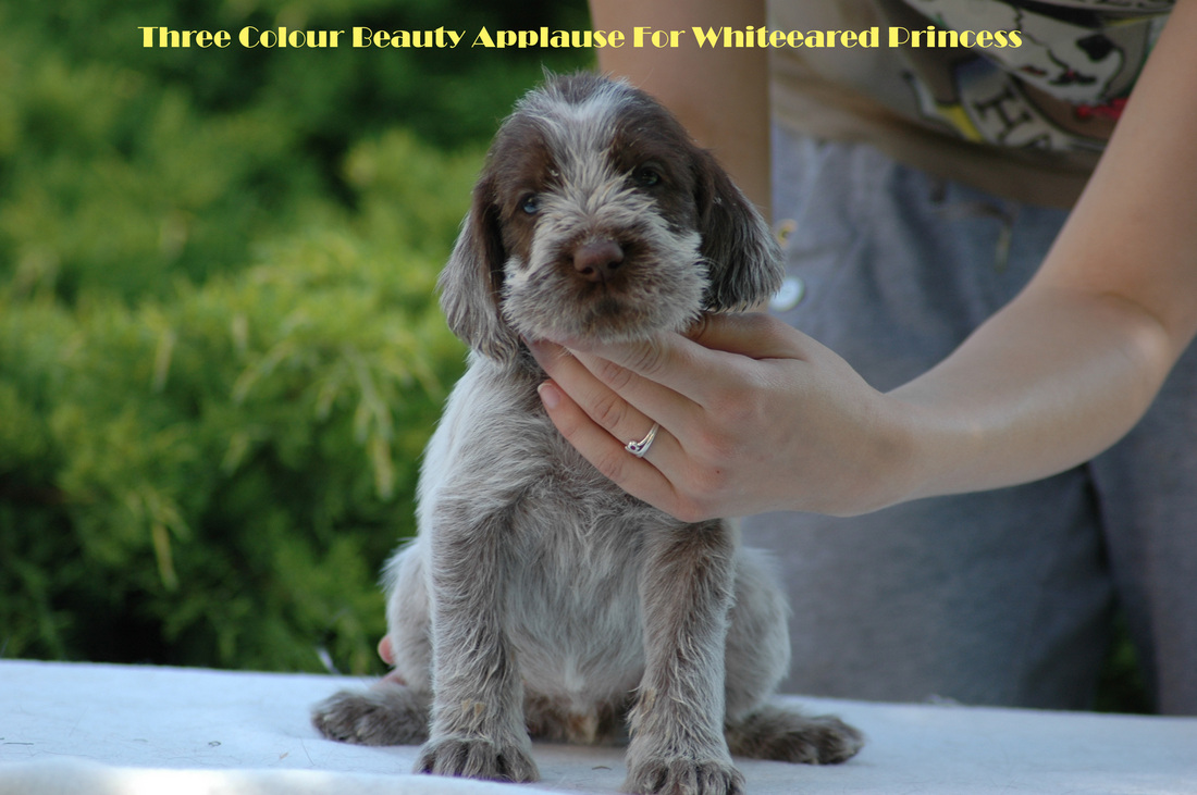 Spinone Italiano Puppies: Spinone Spinone Italiano Puppies Weeks Old Breed