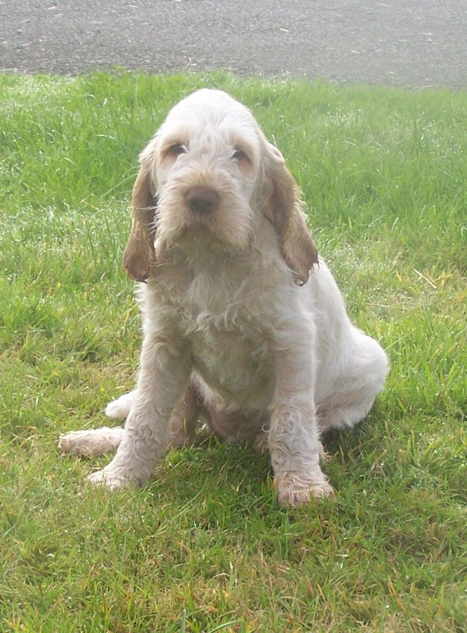 Spinone Italiano Puppies: Spinone Very Handsome Chunky Golden Retriever Dog Ellesmere Breed