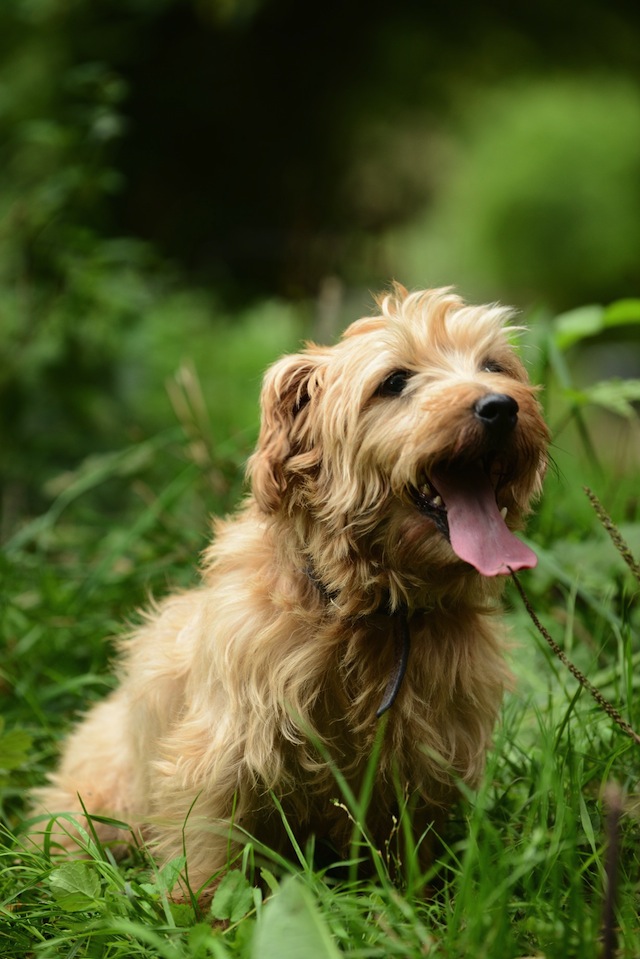 Sporting Lucas Terrier Puppies: Sporting Love The Lucas Terrier Breed