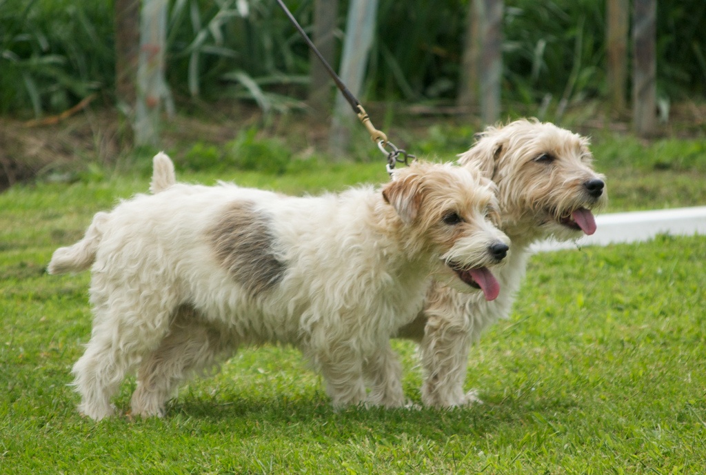 Sporting Lucas Terrier Puppies: Sporting Sporting Lucas Terrier Dogs Breed