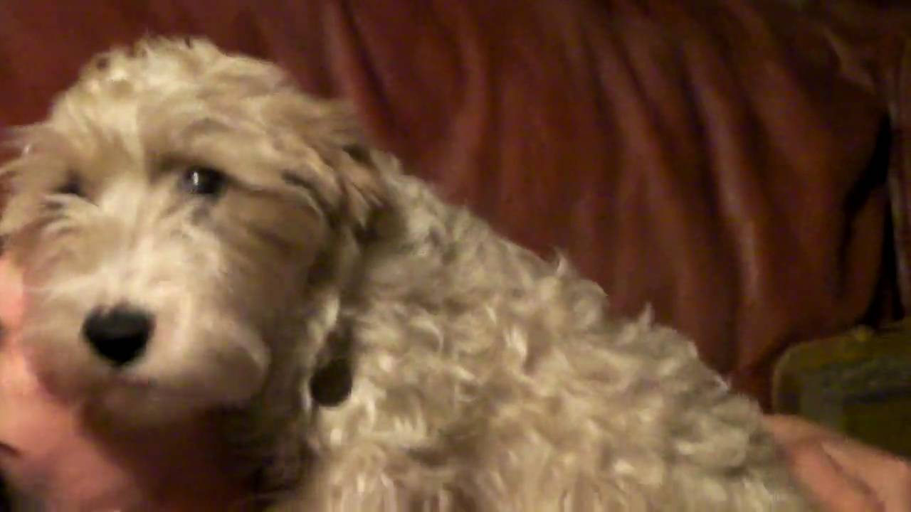Sporting Lucas Terrier Dog: Sporting Watch Breed