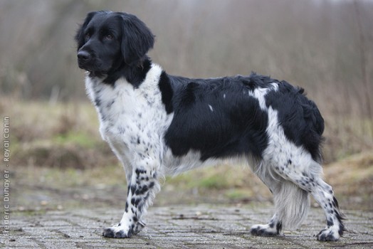 Stabyhoun Dog: Stabyhoun Rare European Dog Breeds