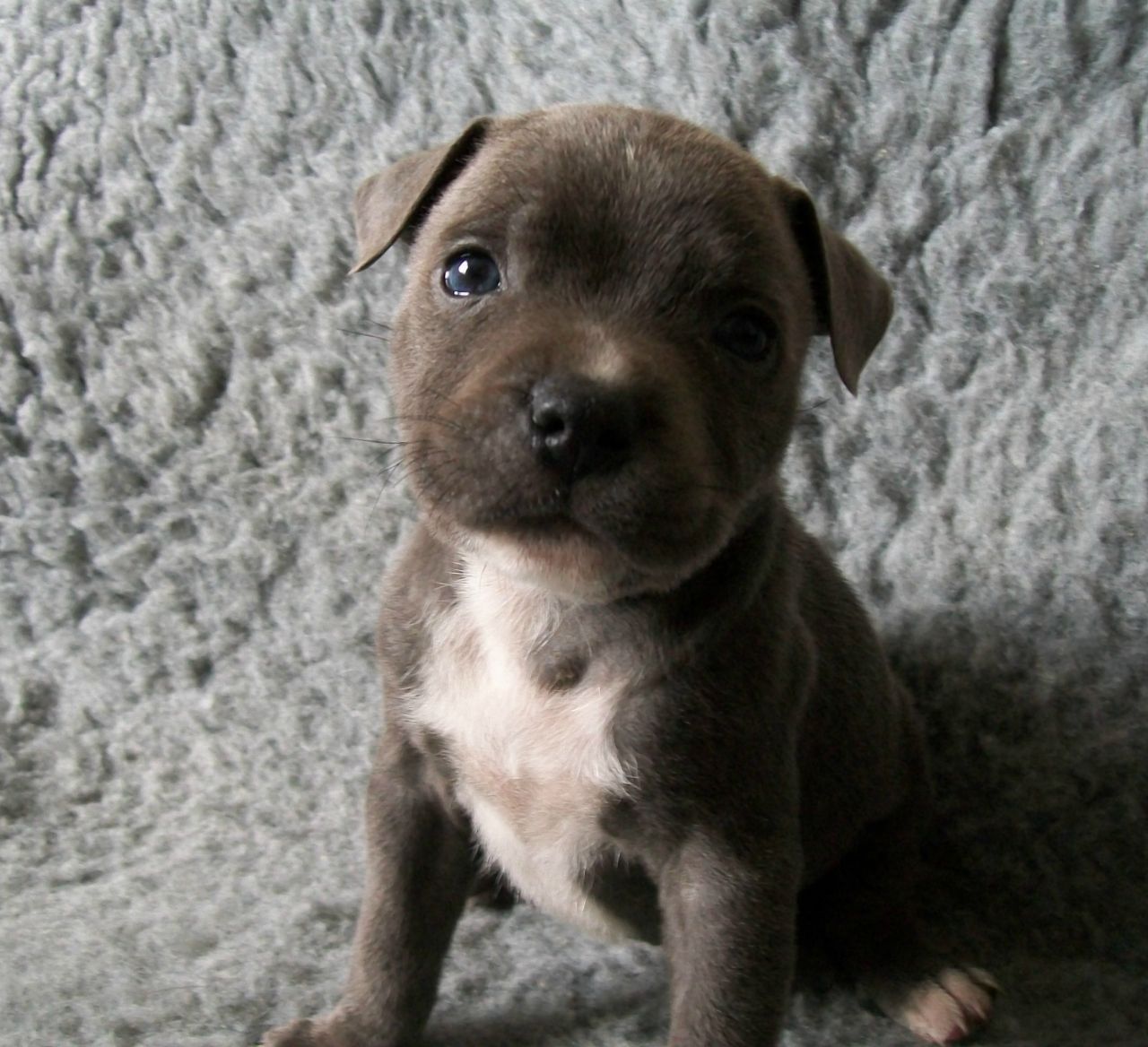 Staffordshire Bull Terrier Puppies: Staffordshire Blue Staffordshire Bull Terrier Puppies Consett Breed