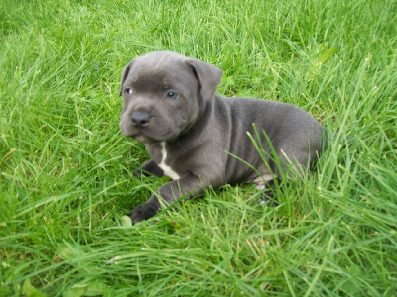 Staffordshire Bull Terrier Puppies: Staffordshire Blue Staffordshire Bull Terrier Puppies Durham Breed