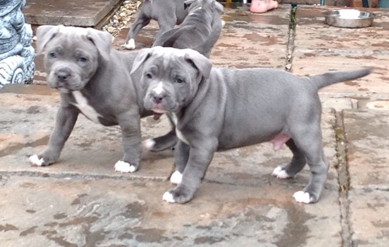 Staffordshire Bull Terrier Puppies: Staffordshire Blue Staffordshire Bull Terrier Puppies Kingswinford Breed