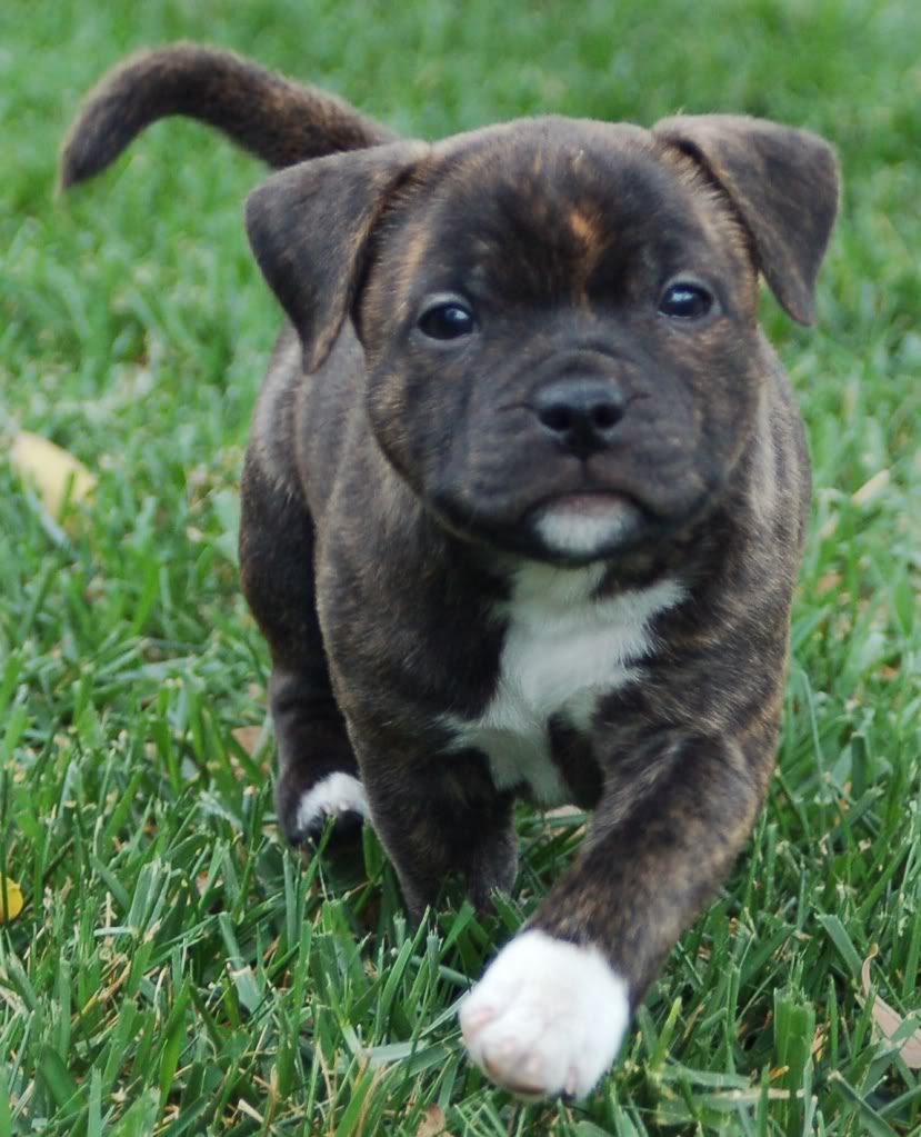 Staffordshire Bull Terrier Puppies: Staffordshire Bull Terrier Black Bindle Pup Breed