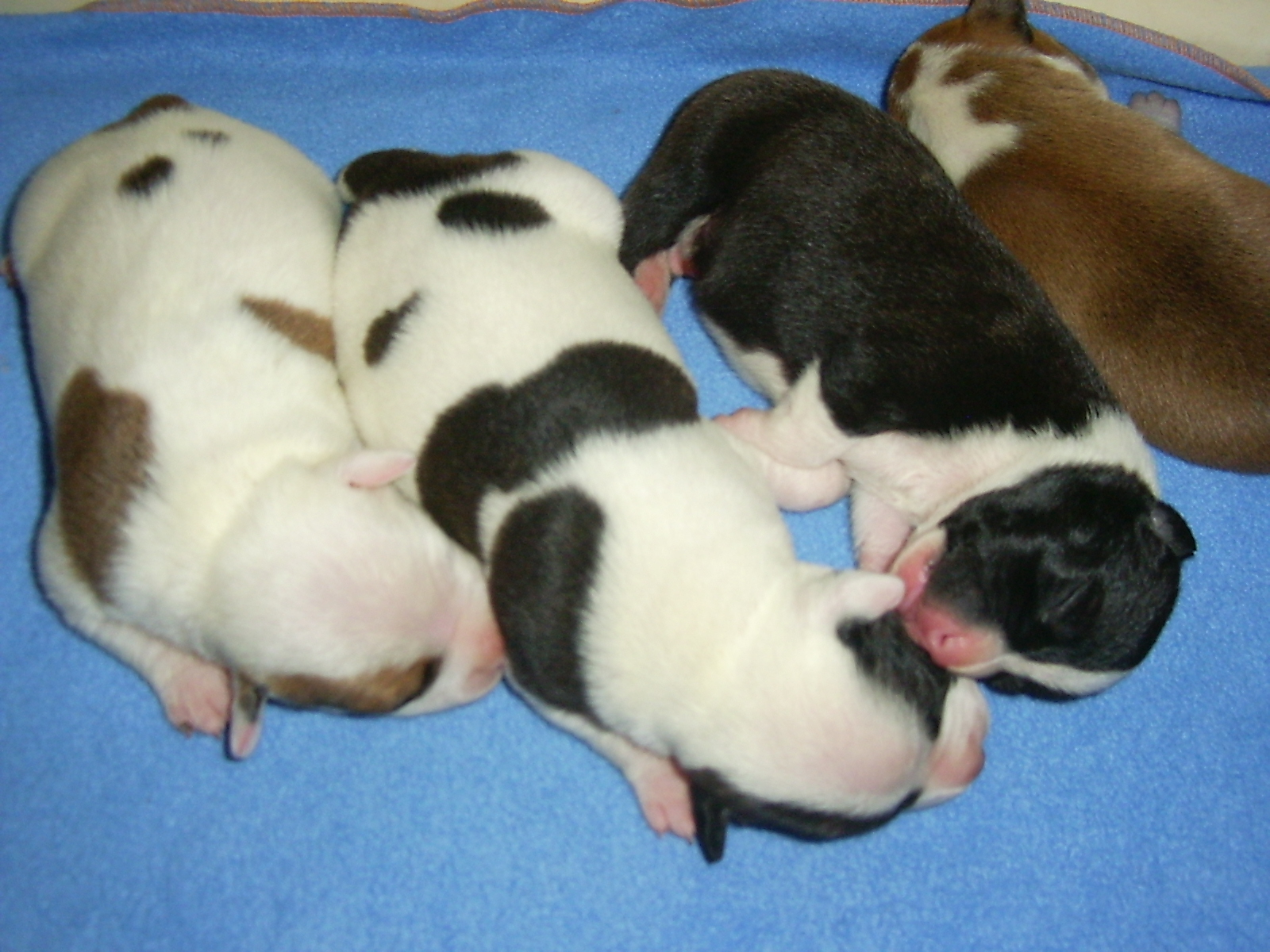 Staffordshire Bull Terrier Puppies: Staffordshire Dog And Puppy S Breed